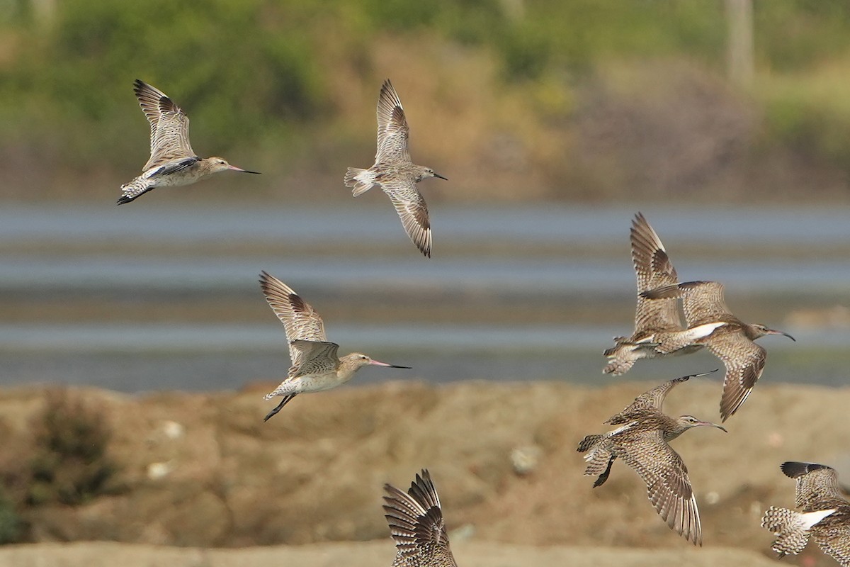 Bar-tailed Godwit - ML615437619