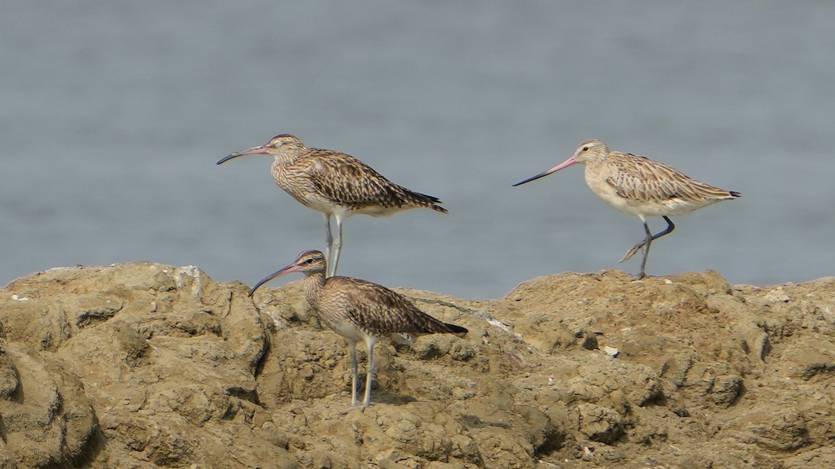 Bar-tailed Godwit - Ana Rivas