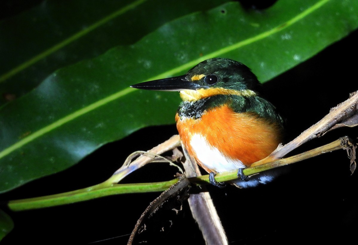 American Pygmy Kingfisher - ML615437646