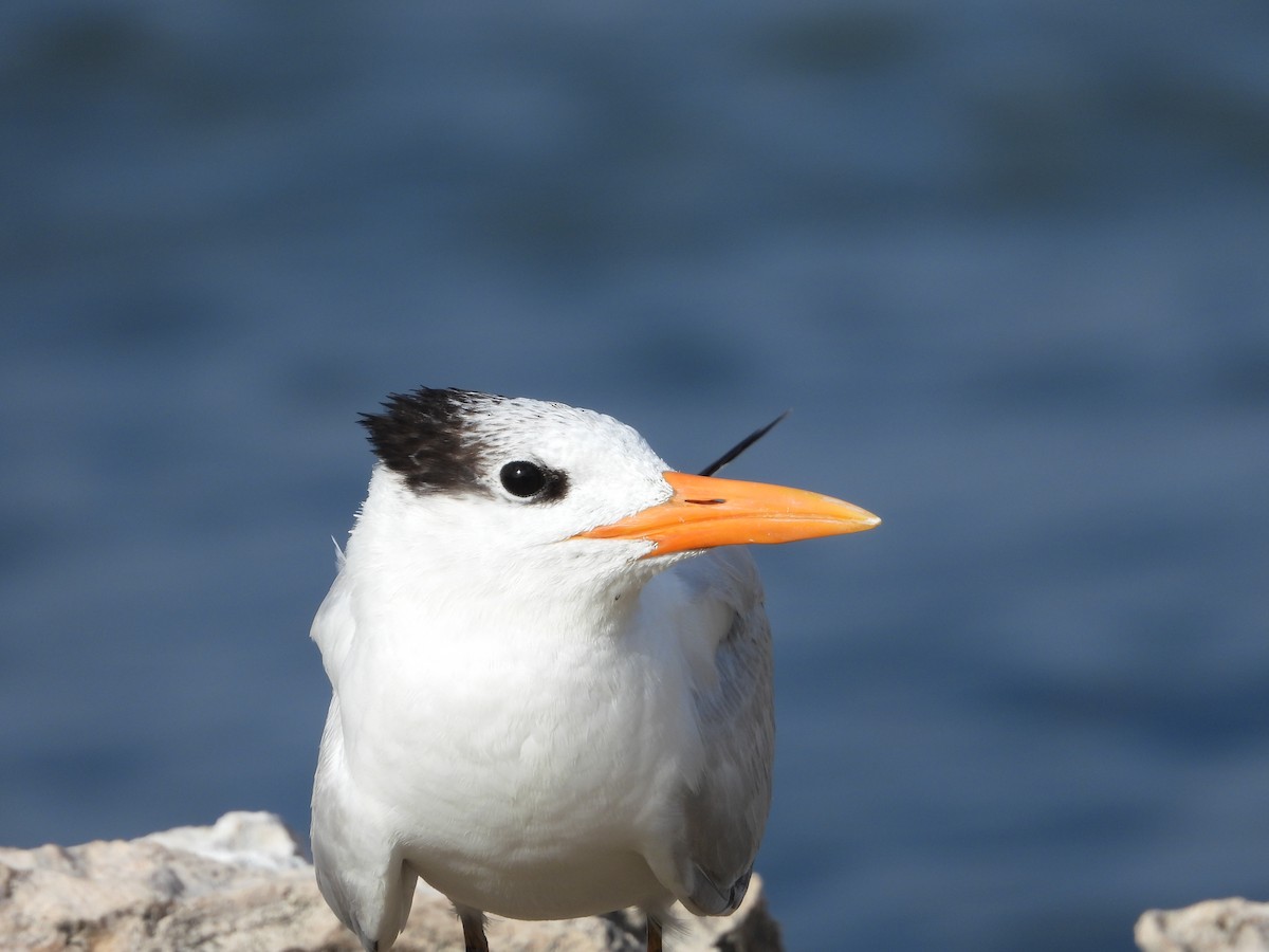 Royal Tern - ML615437649