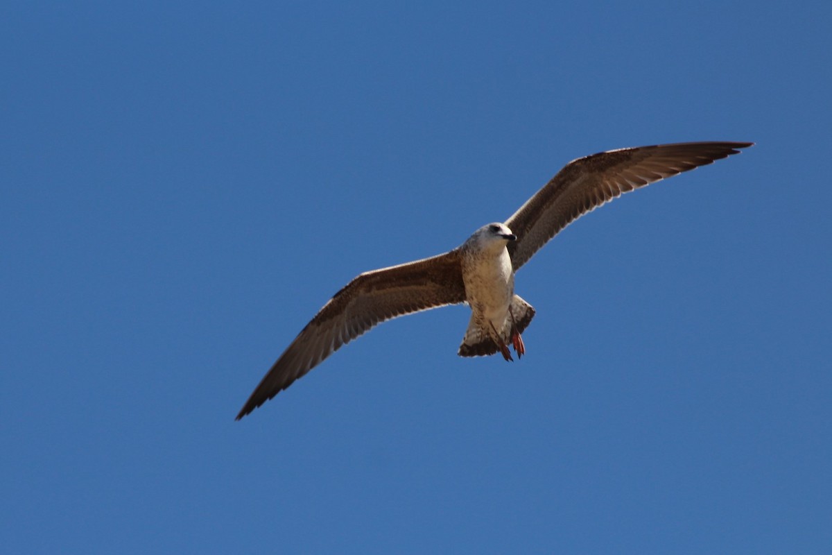 Lesser Black-backed Gull - ML615437699