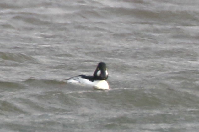 Common Goldeneye - ML615437718