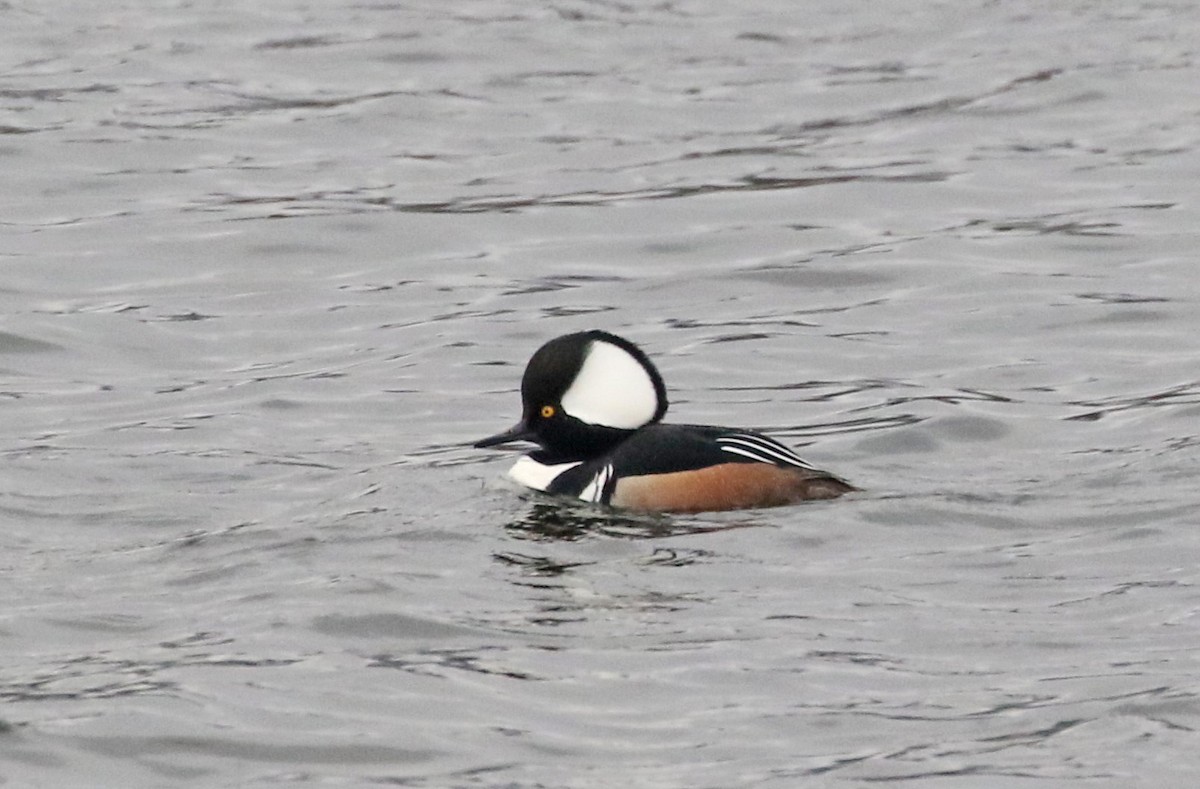 Hooded Merganser - ML615437742