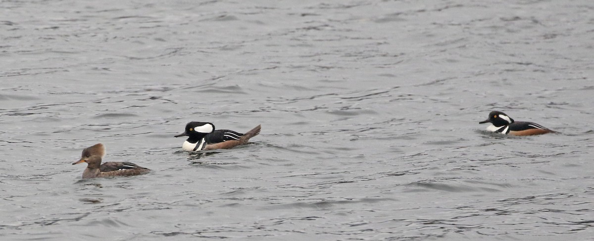 Hooded Merganser - ML615437743