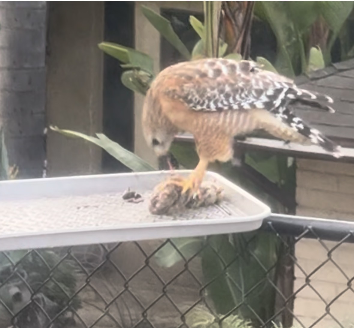 Red-shouldered Hawk - ML615437858