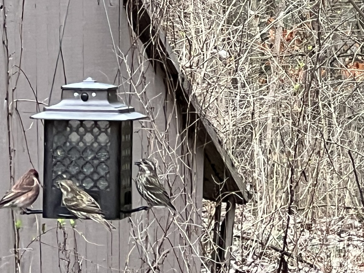 Purple Finch - ML615437881