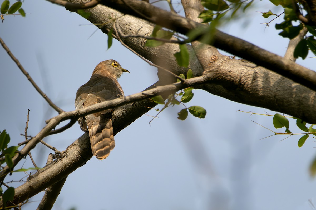 Common Hawk-Cuckoo - ML615437888