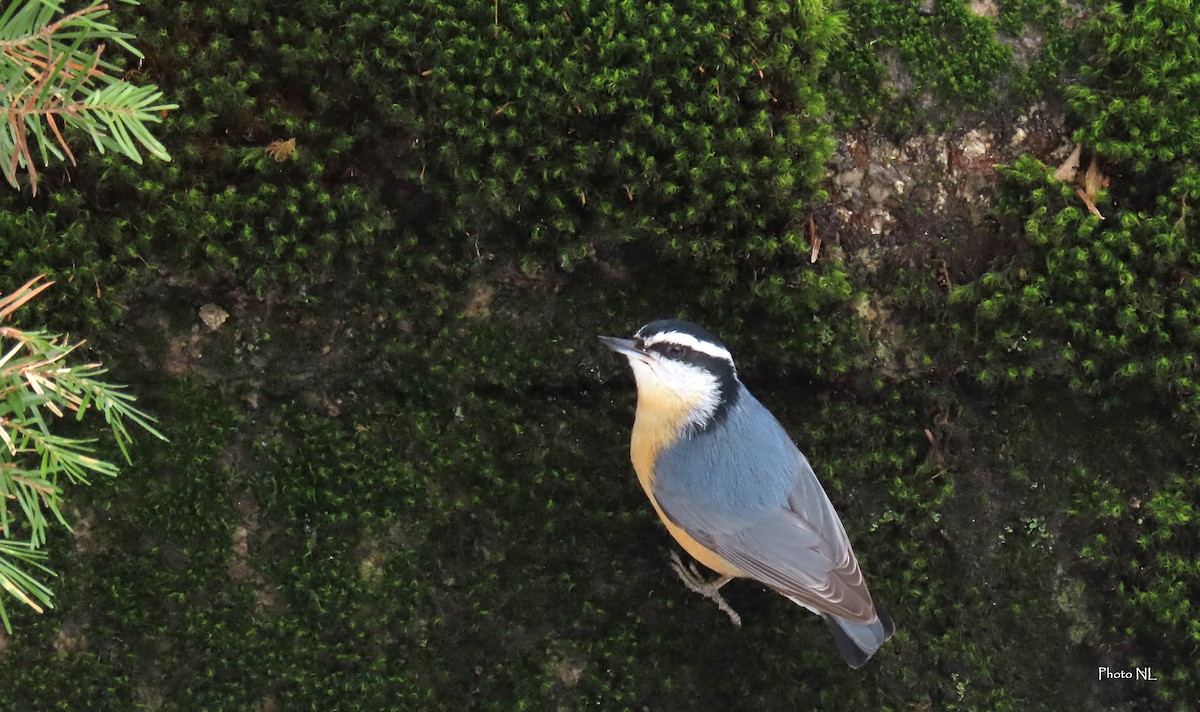 Red-breasted Nuthatch - ML615437925