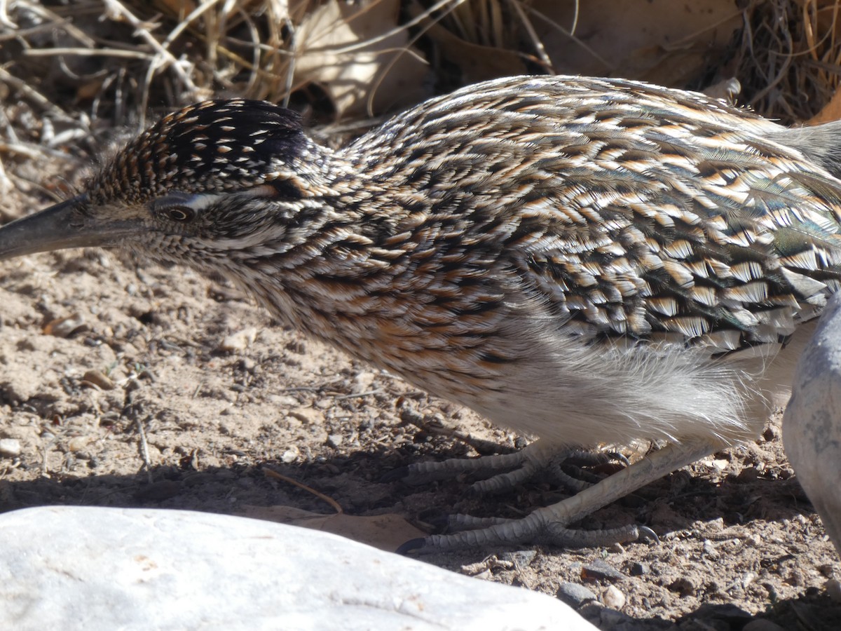 Greater Roadrunner - ML615437981