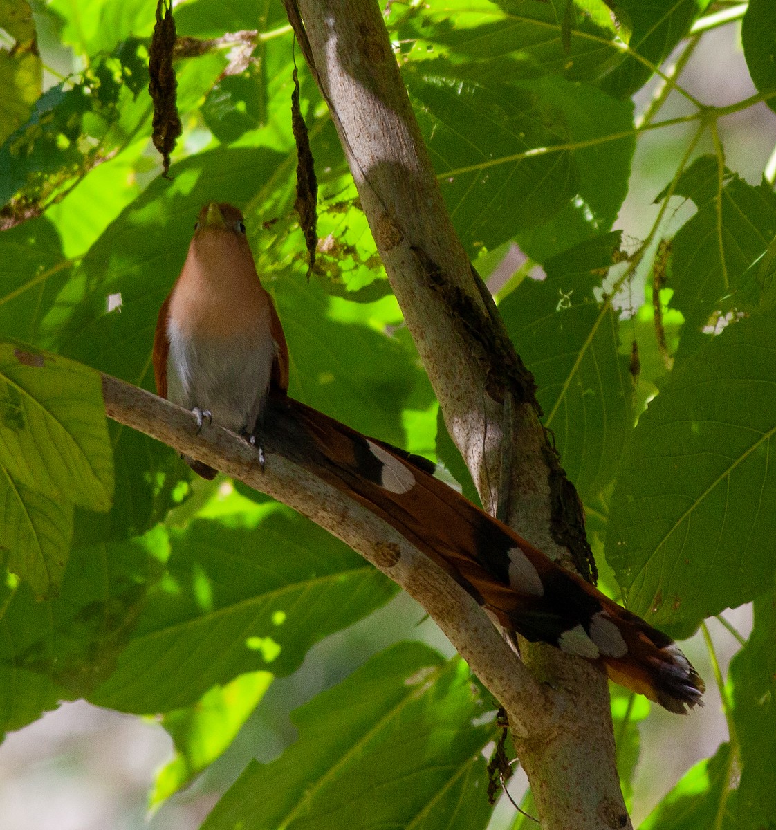 Squirrel Cuckoo (West Mexico) - ML615437986