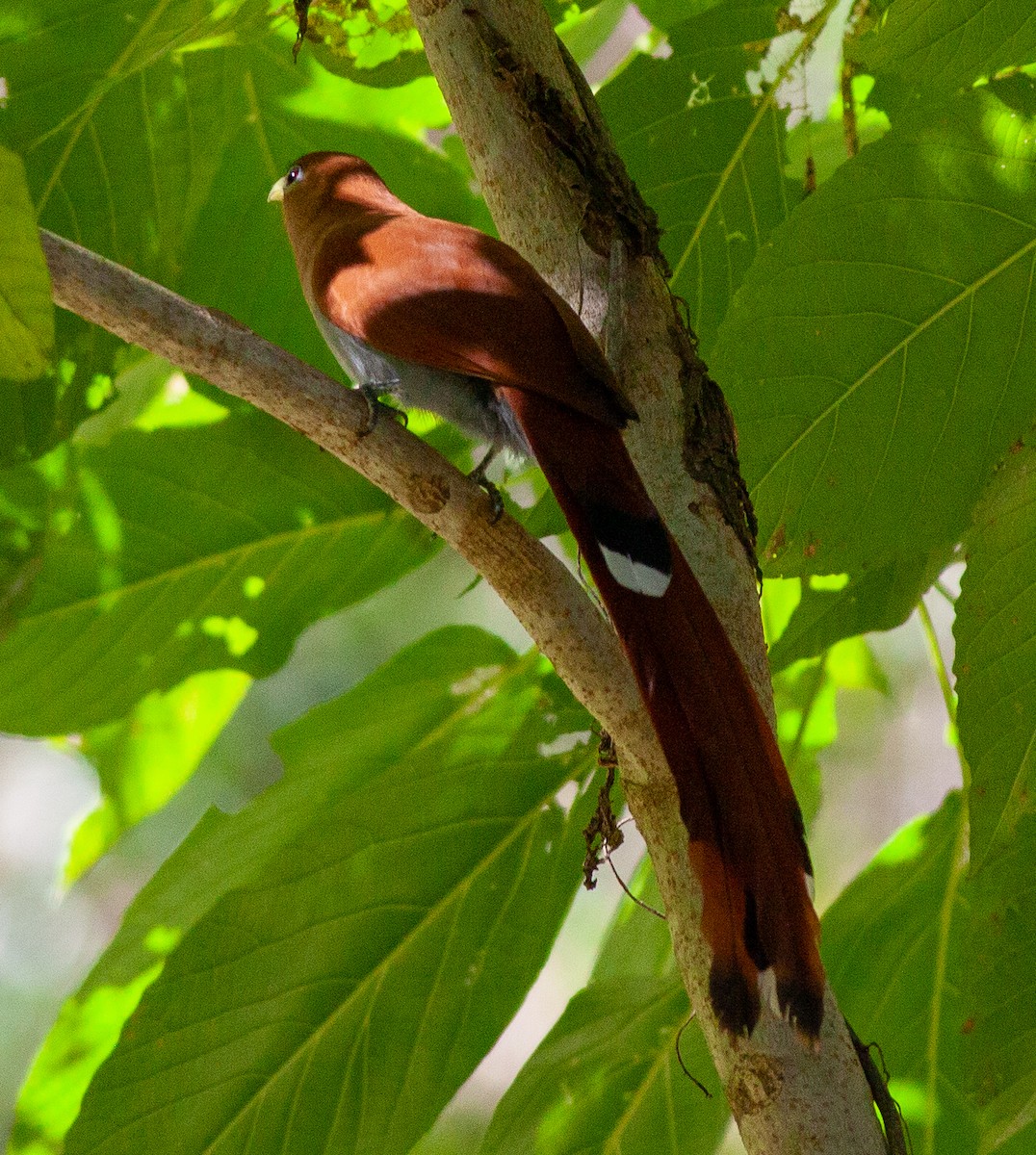 Squirrel Cuckoo (West Mexico) - ML615438018