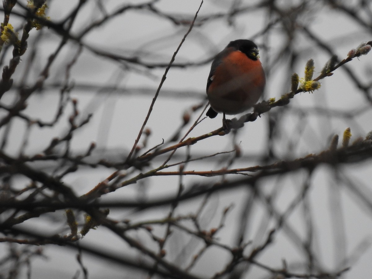 Eurasian Bullfinch - ML615438053