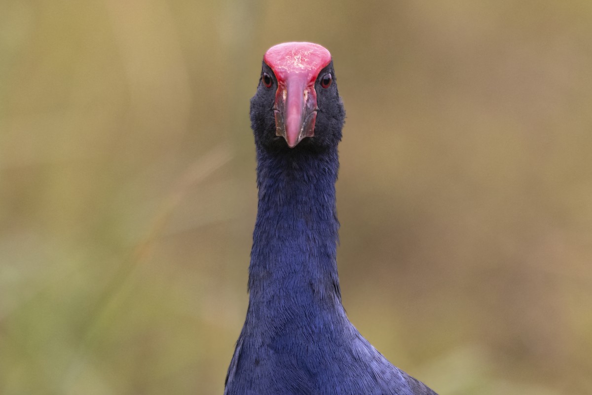 Australasian Swamphen - ML615438113