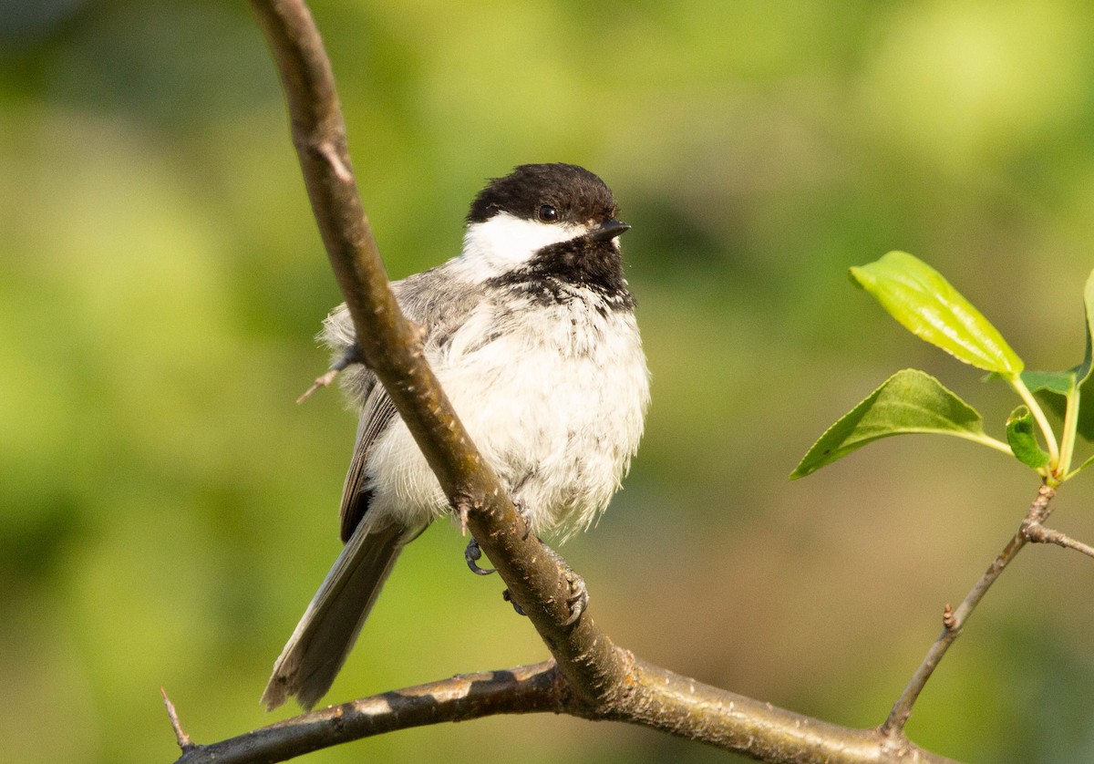 Mésange à tête noire - ML615438222