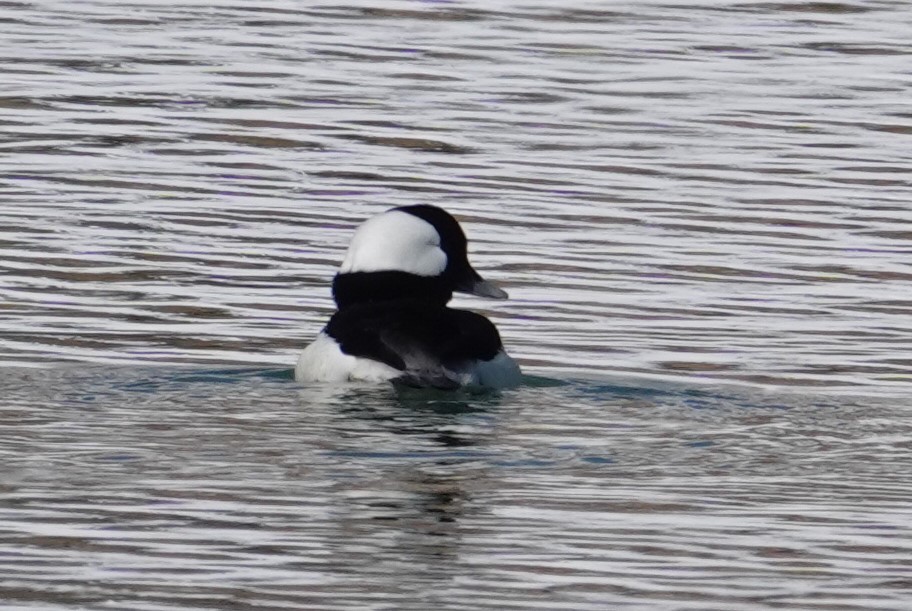 Bufflehead - ML615438261