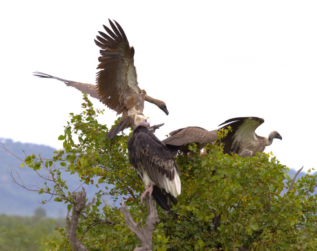 White-backed Vulture - ML615438291