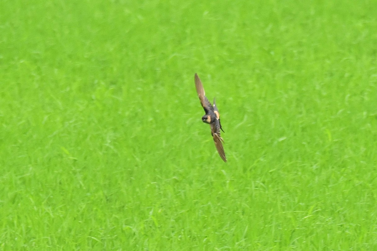 Eastern Red-rumped Swallow (Daurian) - ML615438299