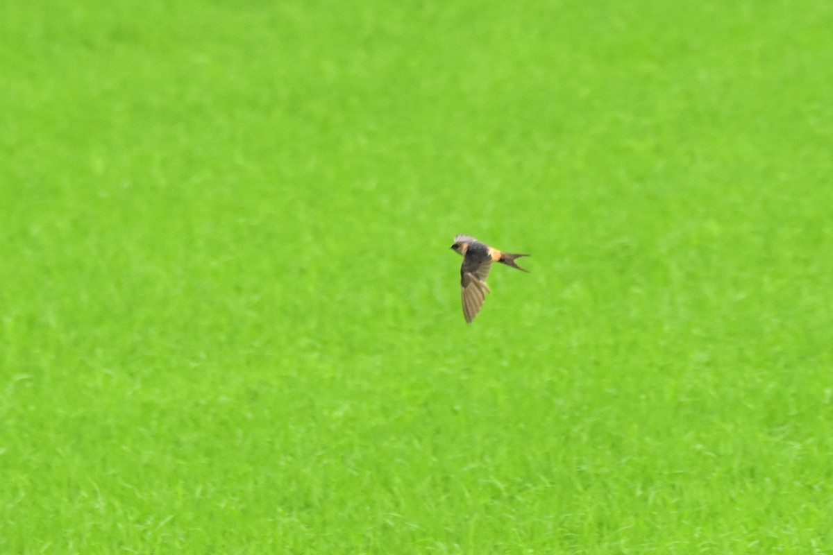 Eastern Red-rumped Swallow (Daurian) - ML615438300