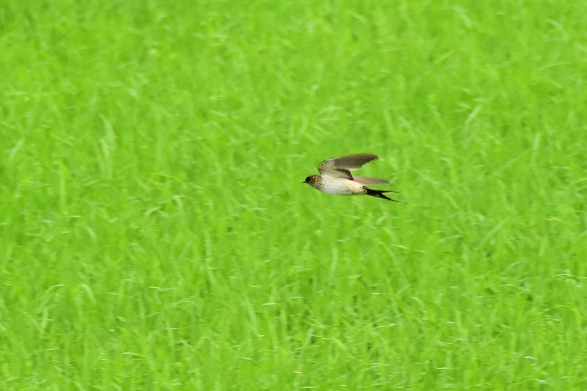 Eastern Red-rumped Swallow (Daurian) - ML615438301