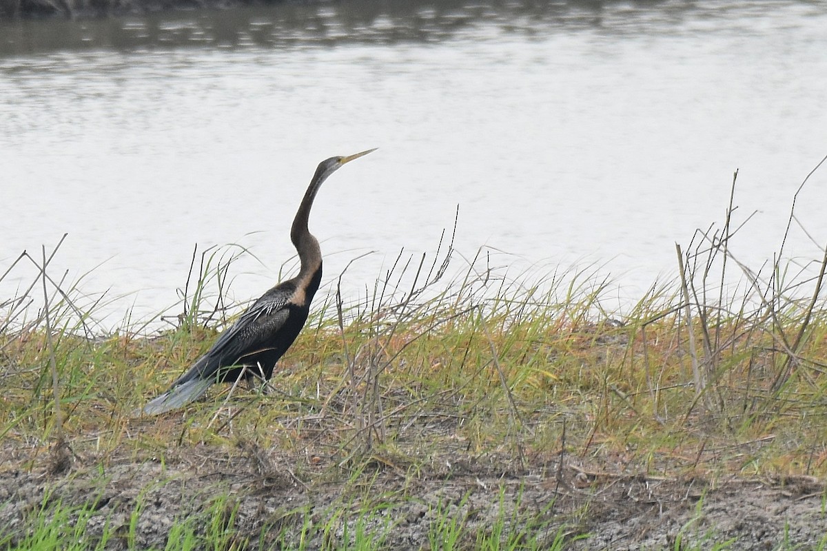 Oriental Darter - ML615438348