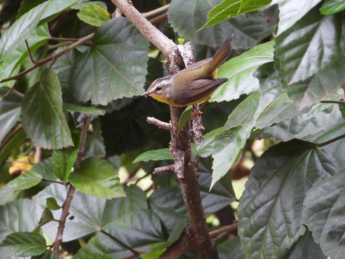 Golden-crowned Warbler - Raul Ibarra