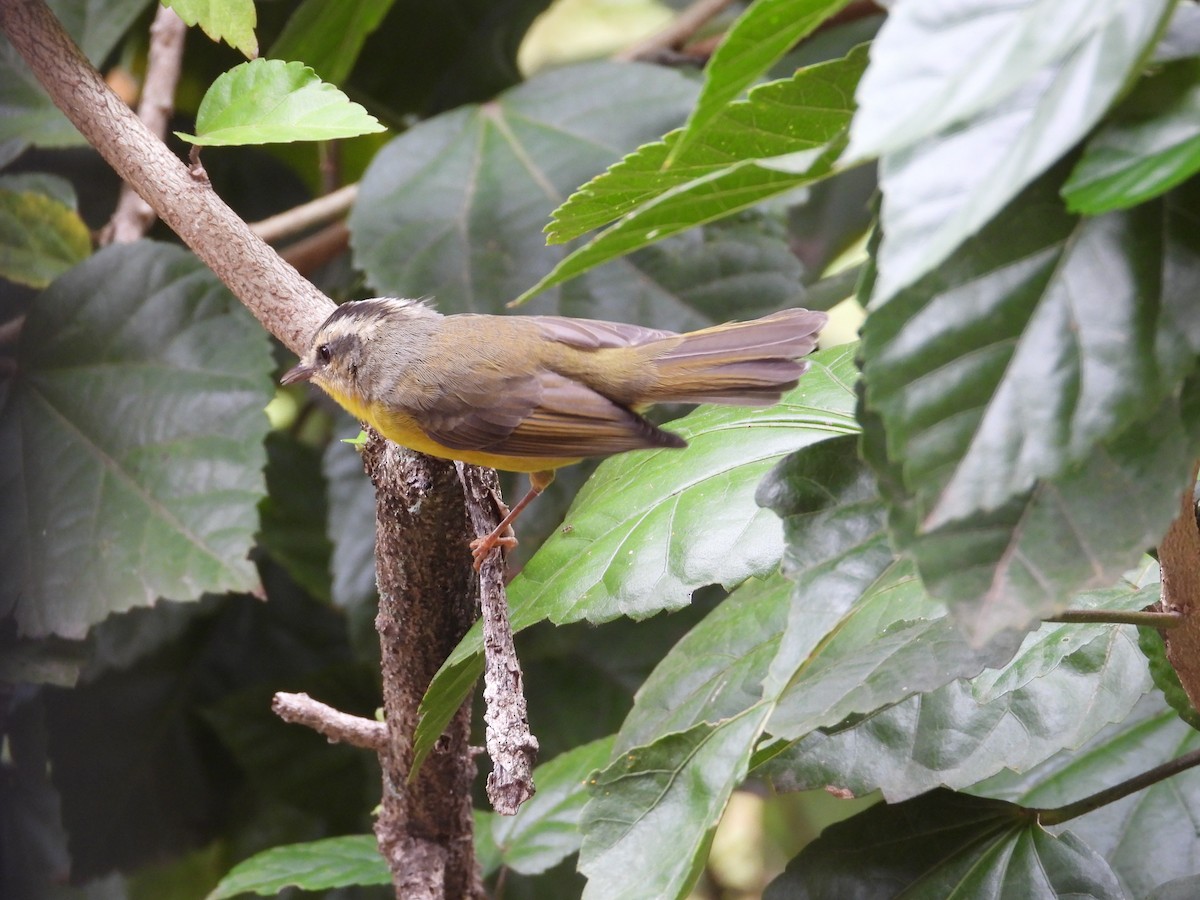 Golden-crowned Warbler - Raul Ibarra