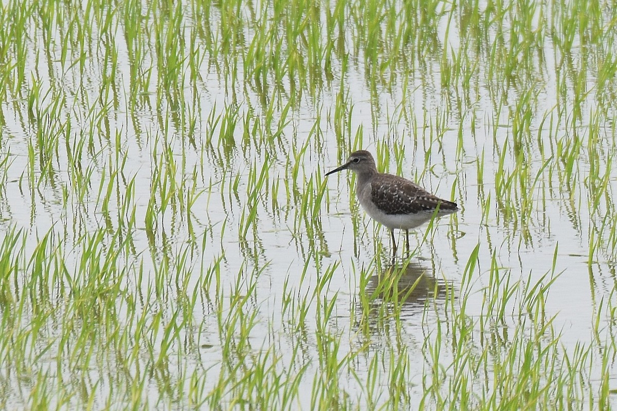 Wood Sandpiper - Lukasz Pulawski