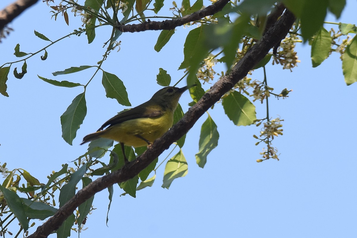 Brown-throated Sunbird - ML615438390