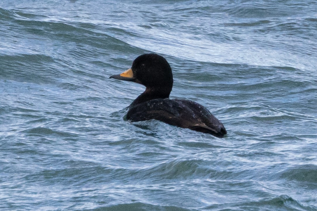 Black Scoter - ML615438406