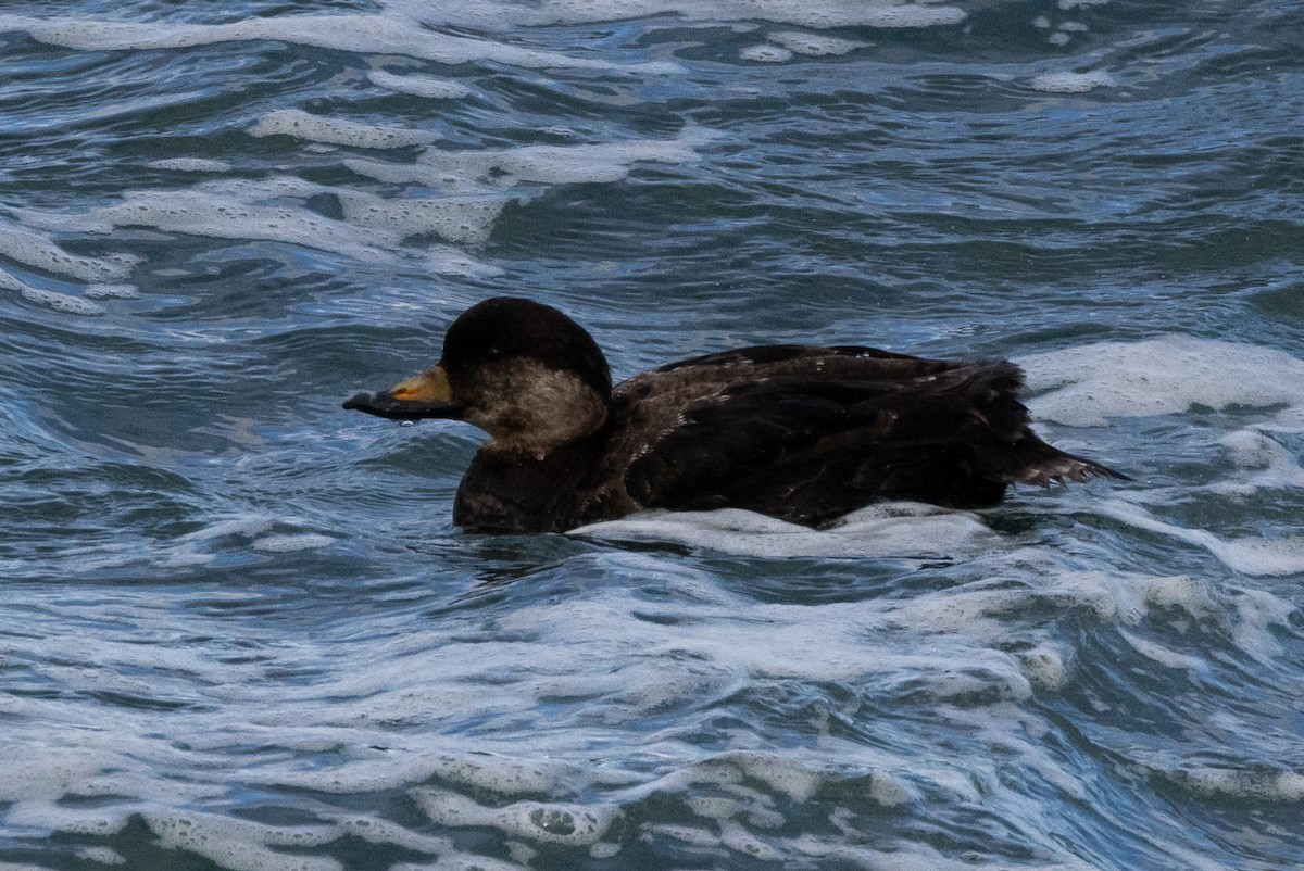 Black Scoter - ML615438407