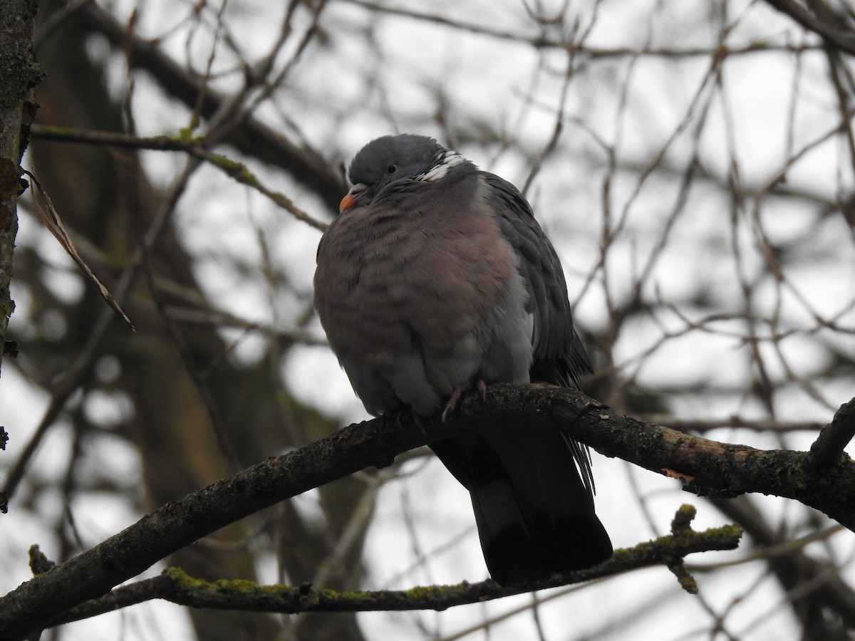 Common Wood-Pigeon - Mary Forrestal