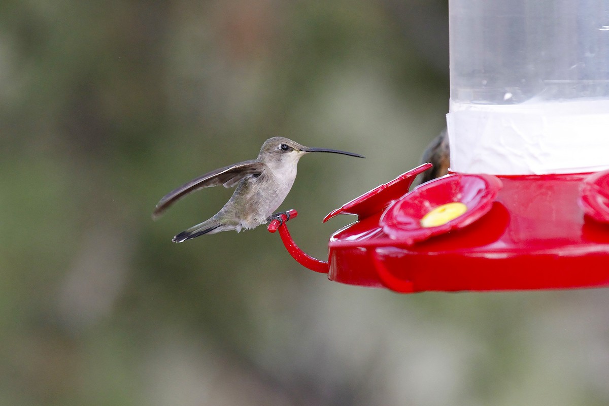 Black-chinned Hummingbird - Edith Auchter