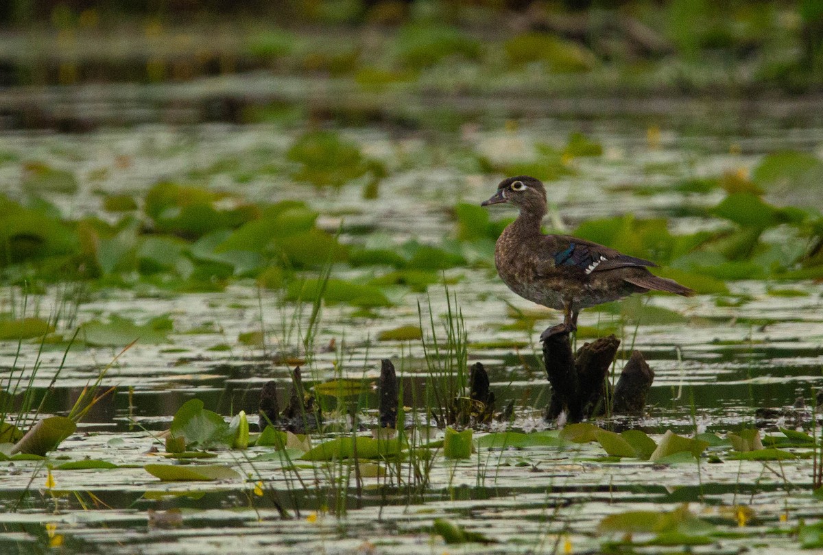 Wood Duck - ML615438510