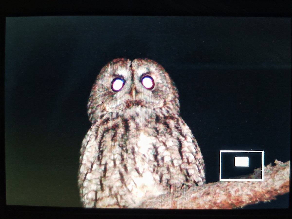 Tawny Owl - Alperen KÖSE