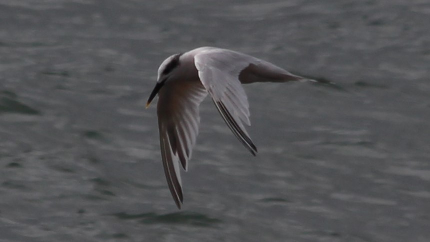 Sandwich Tern - ML615438598