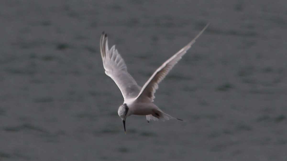 Sandwich Tern - ML615438599