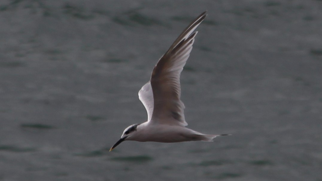 Sandwich Tern - ML615438600