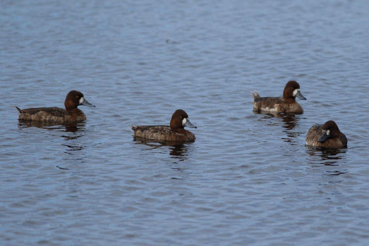 Lesser Scaup - ML615438601