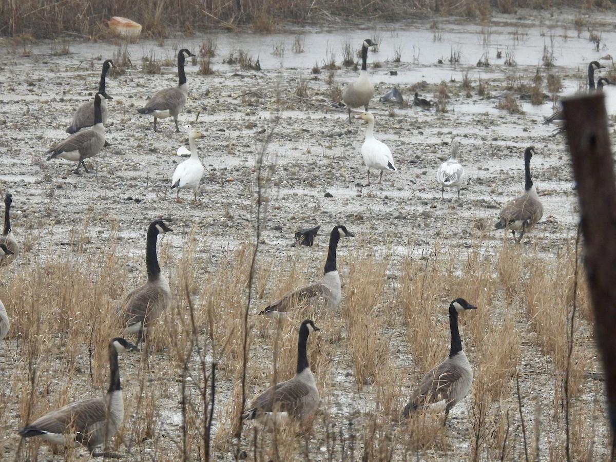 Snow Goose - ML615438626