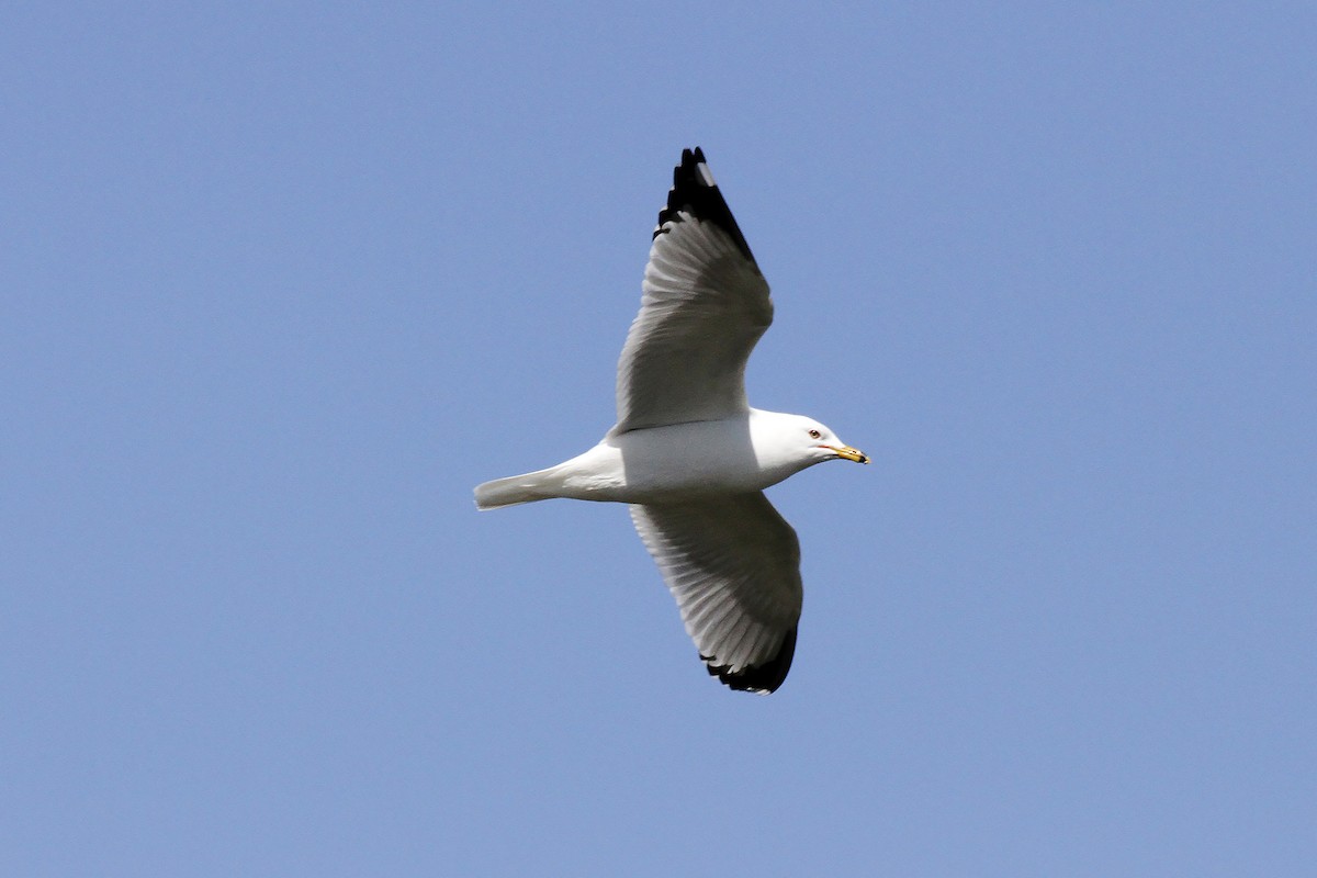 Ring-billed Gull - ML615438728