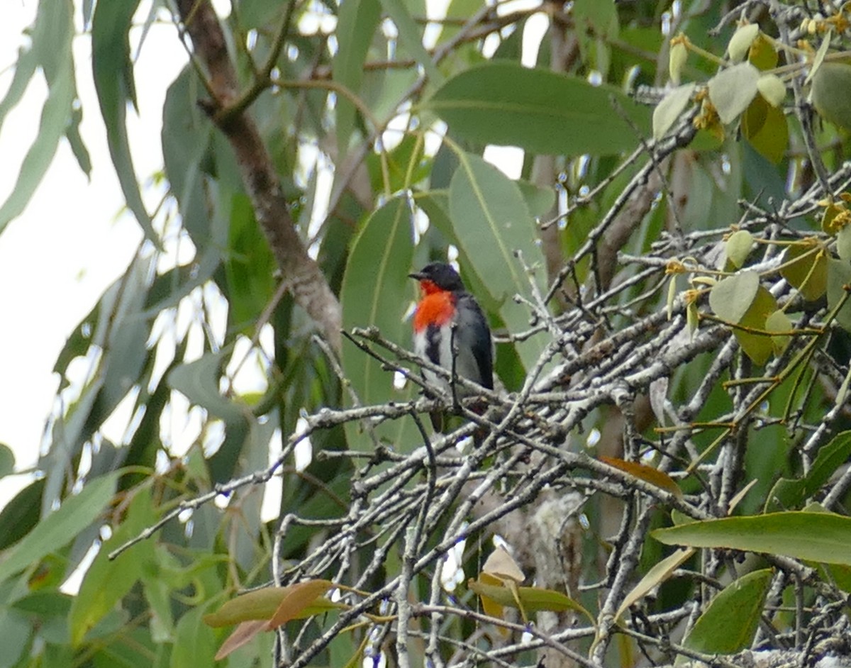 Mistletoebird - ML615438769