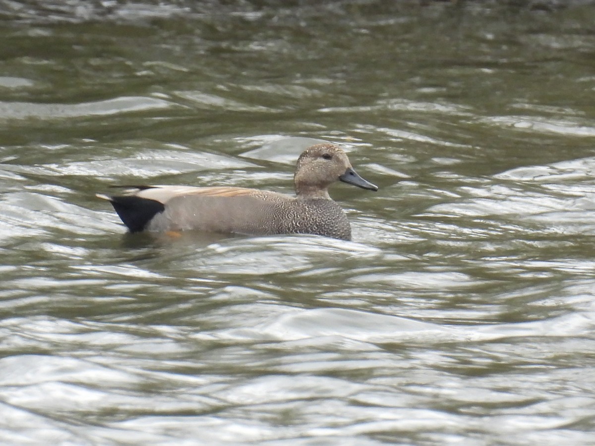 Gadwall - Patrick 🦃 Brisse