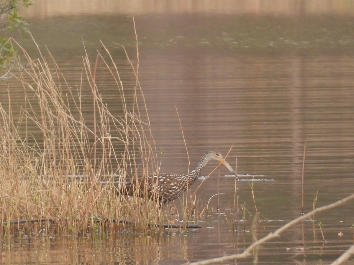 Limpkin - John McMahan