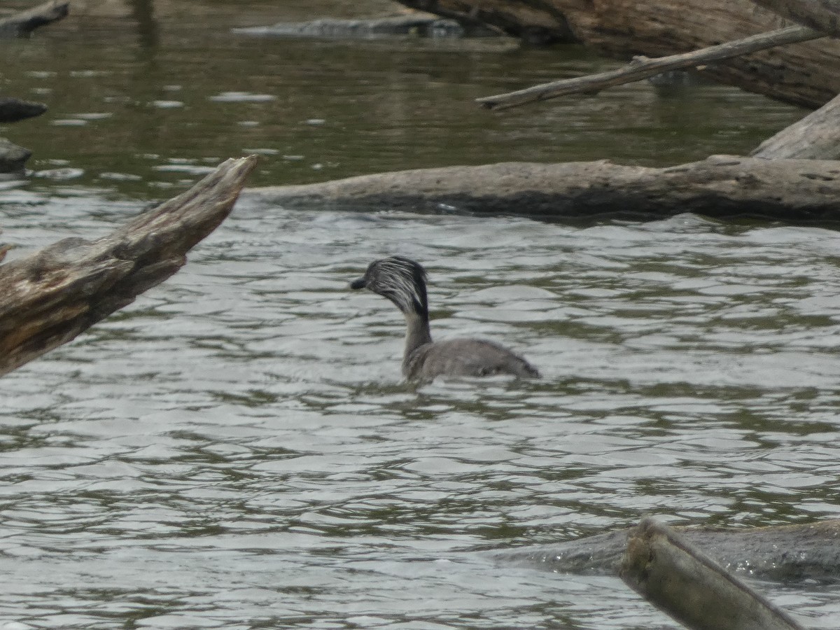 Hoary-headed Grebe - ML615438860