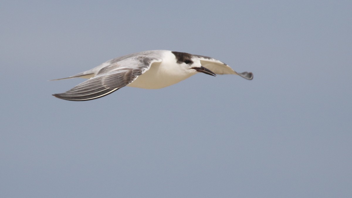 Common Tern - ML615438938