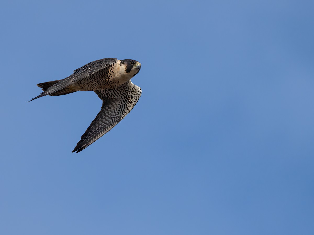 Peregrine Falcon - Lee Wallace