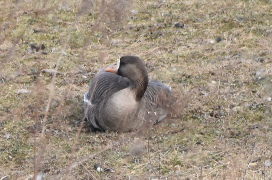 Greater White-fronted Goose - ML615439049