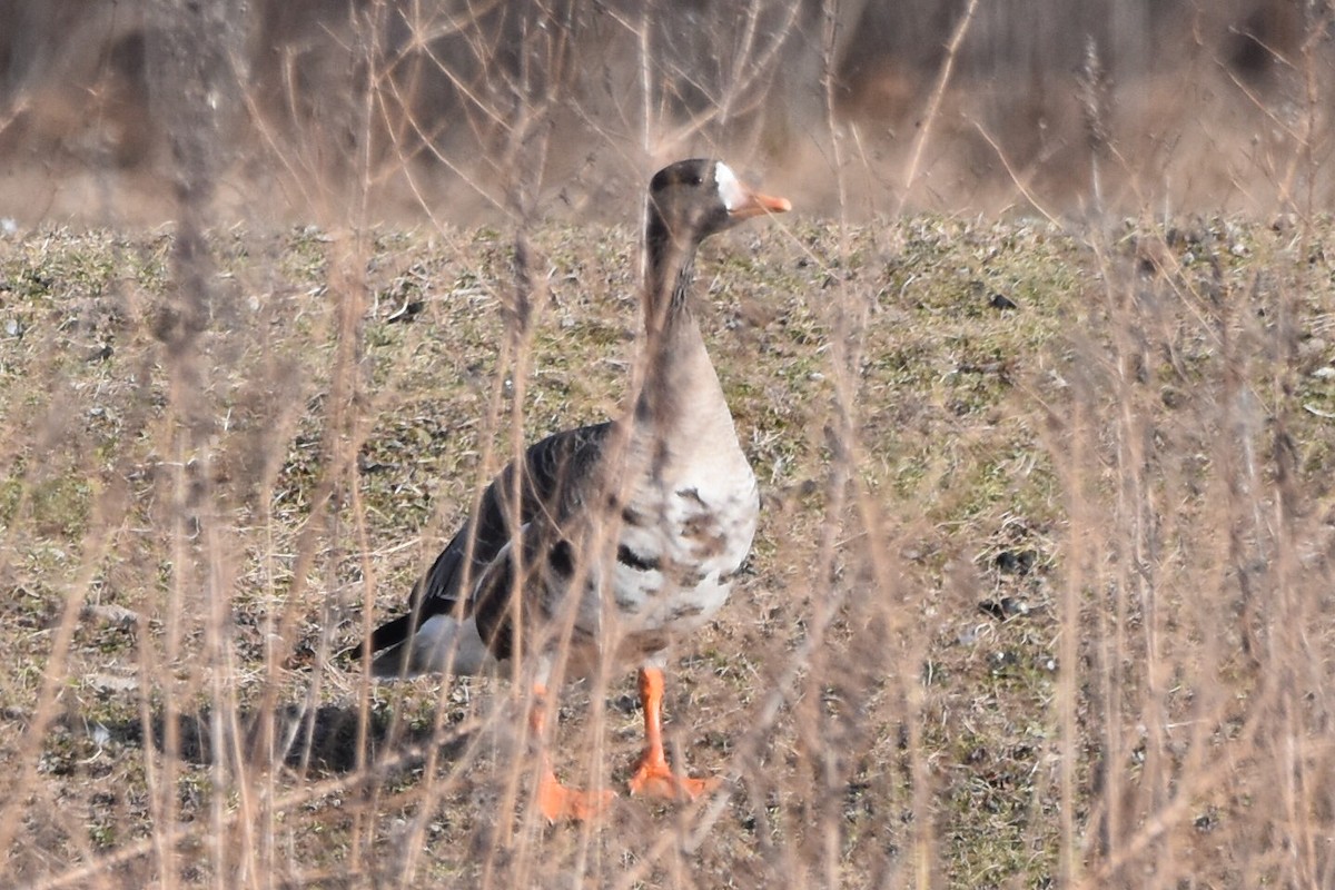 Greater White-fronted Goose - ML615439071