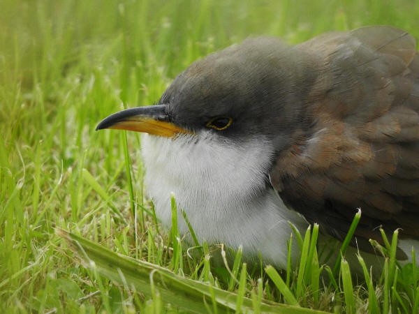 Yellow-billed Cuckoo - Paul Bowerman