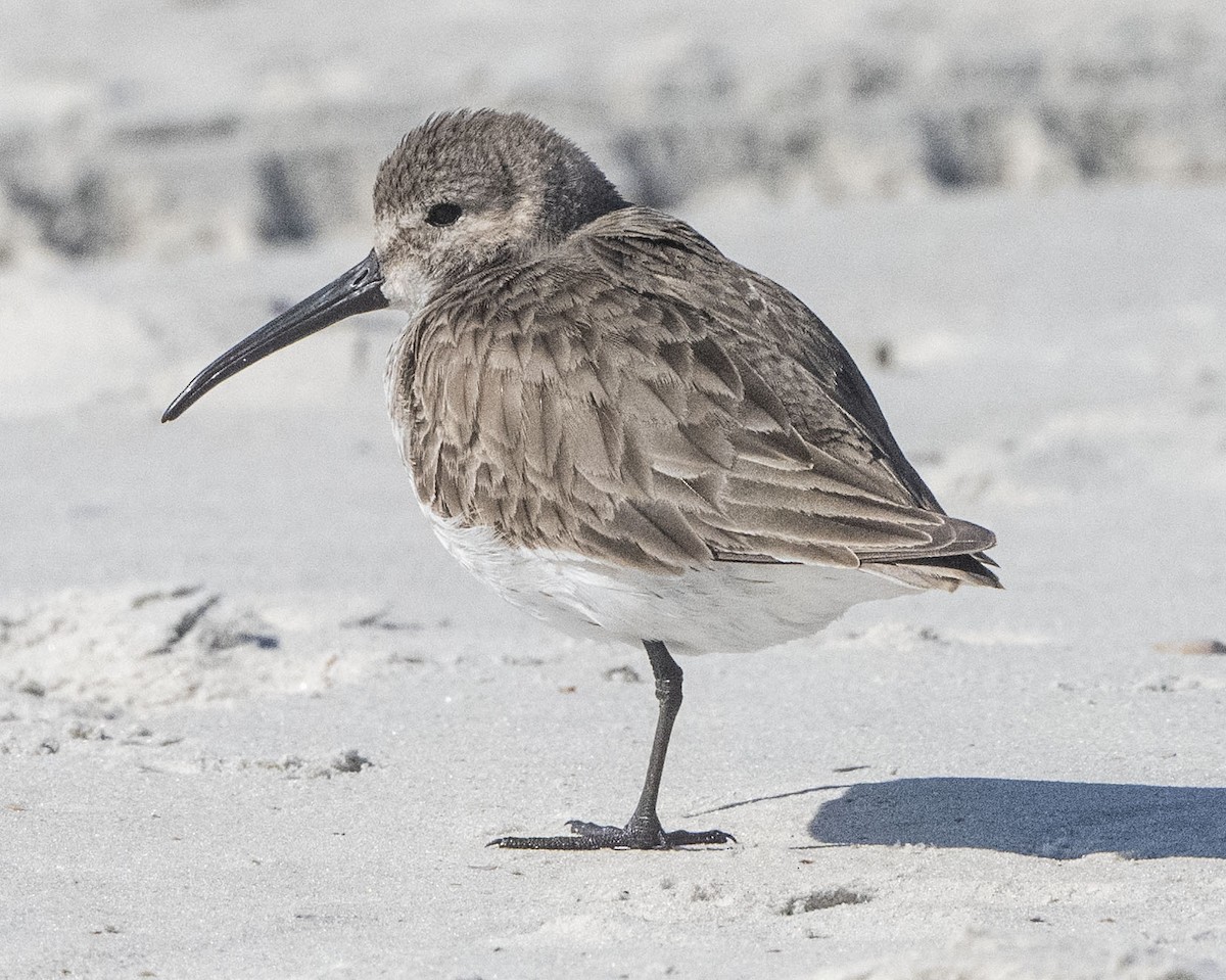 Dunlin - ML615439128